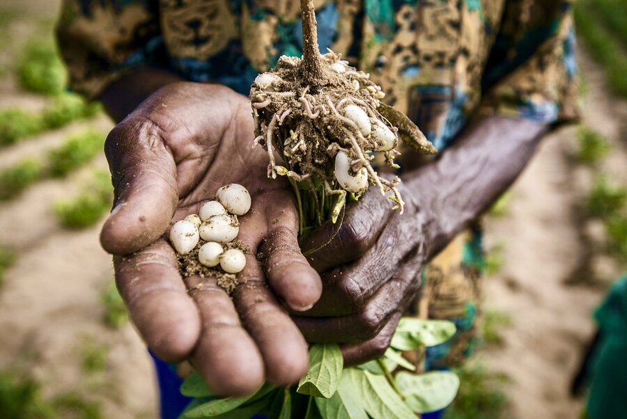 Bambara Groundnut
