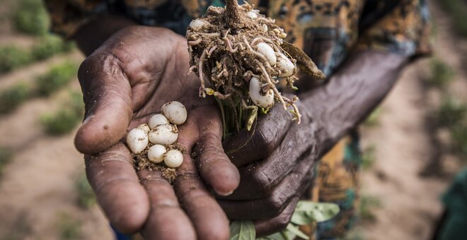 Bambara groundnut