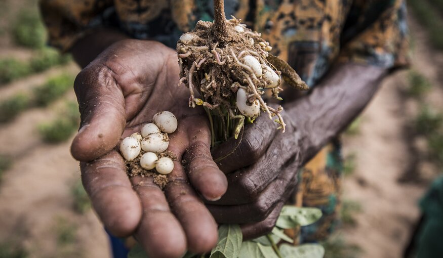 Bambara groundnut