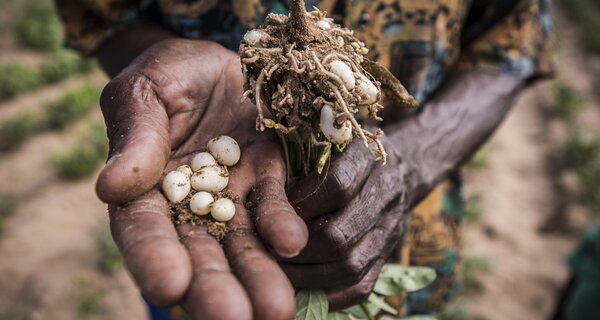 Bambara groundnut