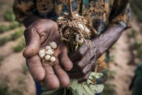 Bambara groundnut