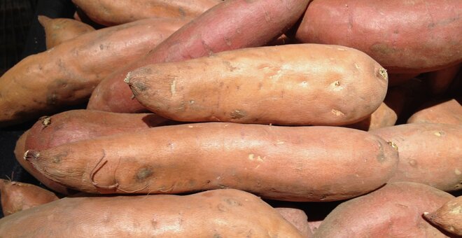 Global Project Underway to Preserve Yam Biodiversity