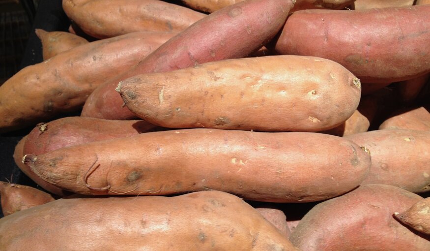 Global Project Underway to Preserve Yam Biodiversity