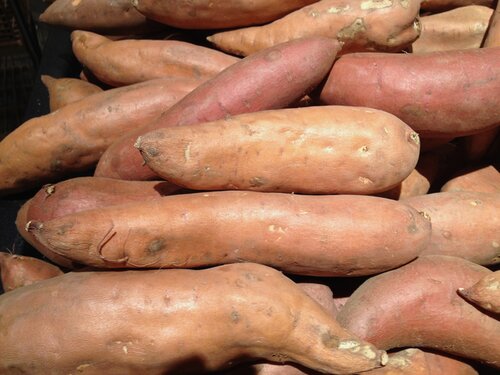Global Project Underway to Preserve Yam Biodiversity