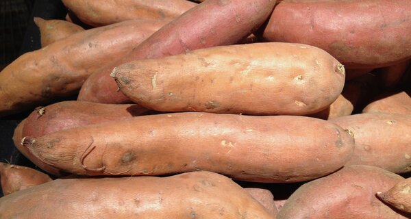 Global Project Underway to Preserve Yam Biodiversity