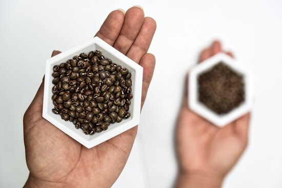 Seeds of the Bermuda bean were multiplied by CIAT and conserved in its genebank. Photo: Neil Palmer/CIAT