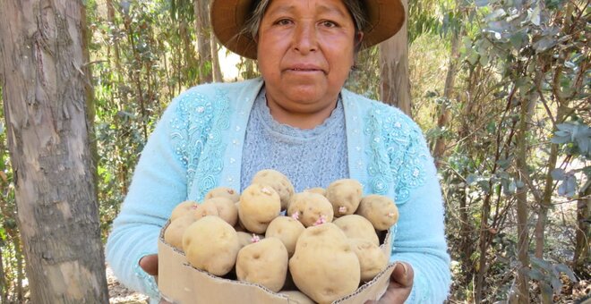Farmer Mariluz Cardenas holds CIP-Matilde tubers.