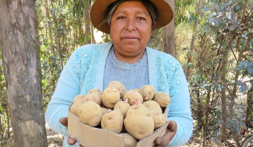 Farmer Mariluz Cardenas holds CIP-Matilde tubers.