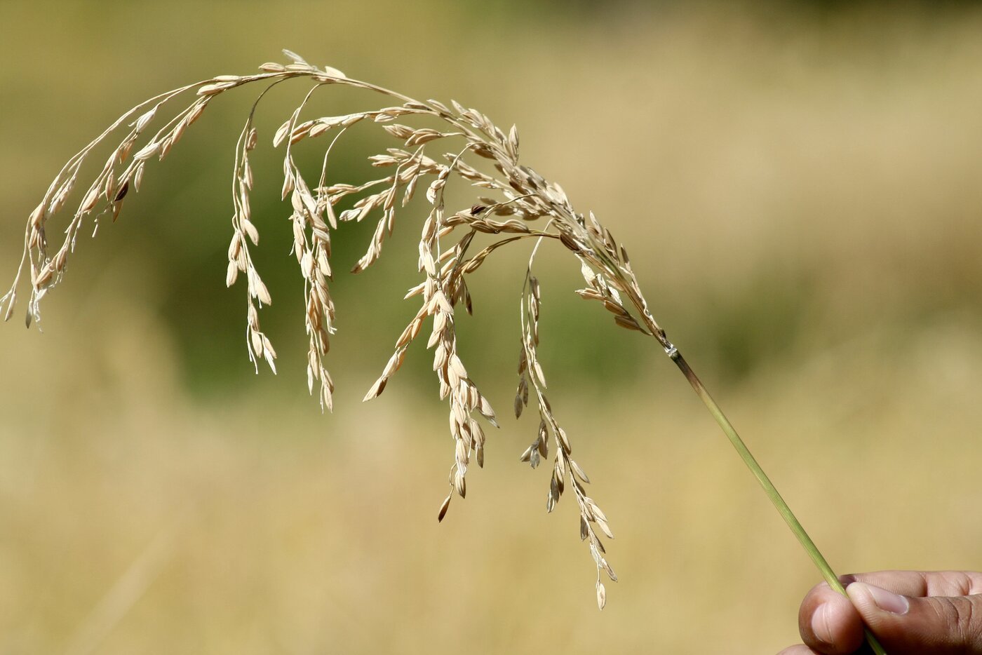 National Agriculture Genetic Resources Centre-Genebank