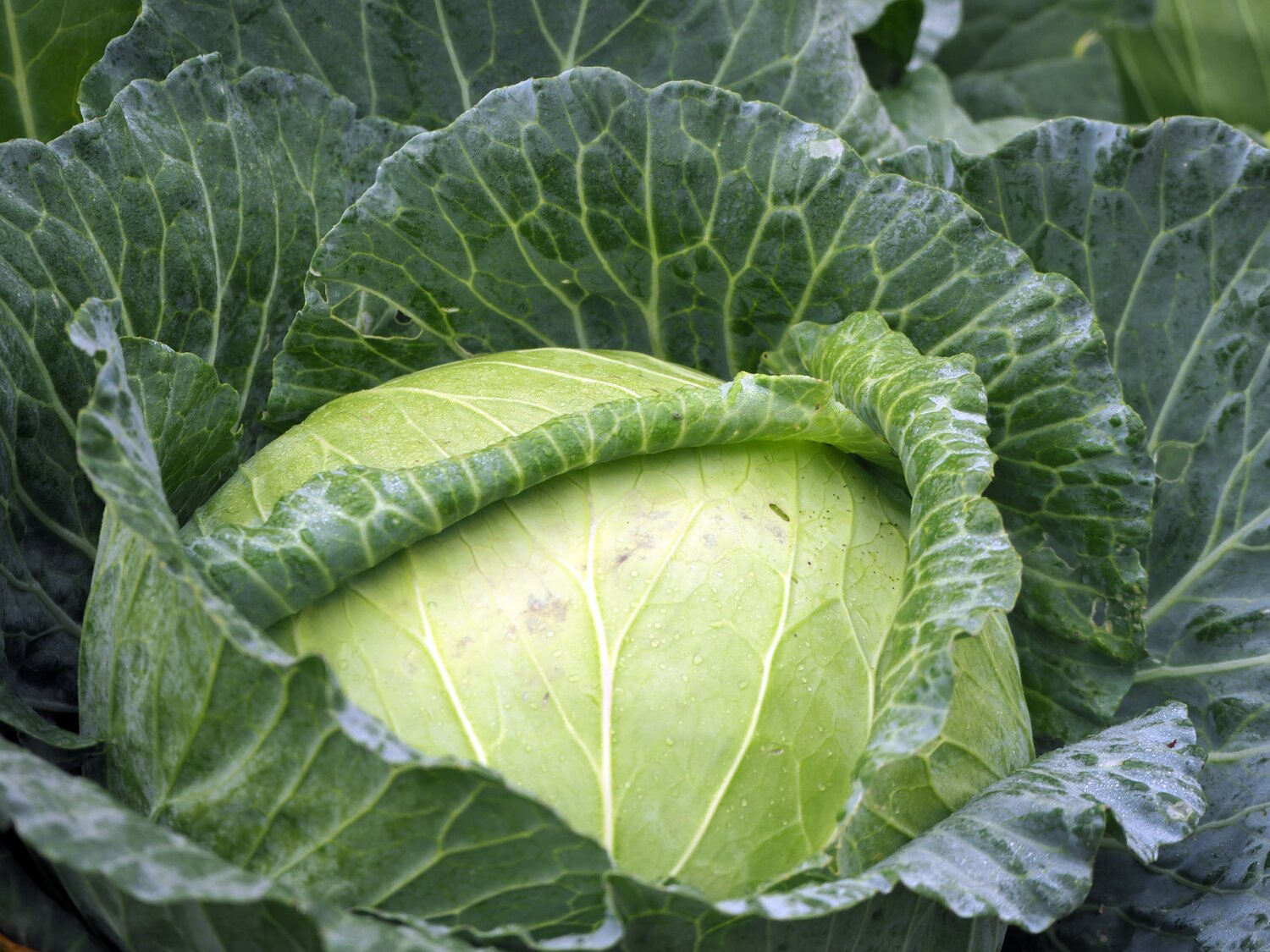 Cabbage | Accessions in the Seed Vault: 1,519 | Accessions in genebanks globally: 15,101 (Photo by Isara Somboon/Unsplash)