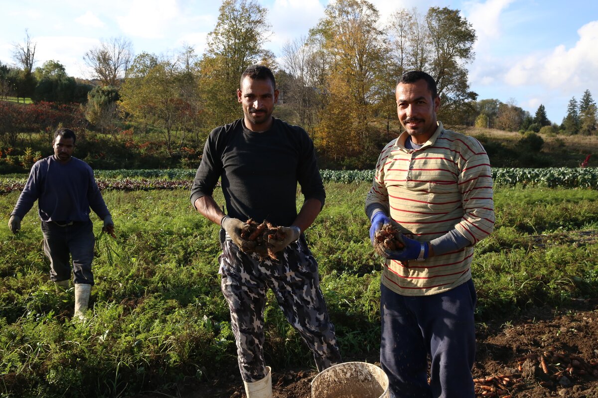 Egyptian farm workers at Norwich Meadows Farm. Farmer Zaid Kurdieh enjoys working with Egyptian farmers, as they are often used to making use of limited spaces. Photo: Crop Trust/Luis Salazar