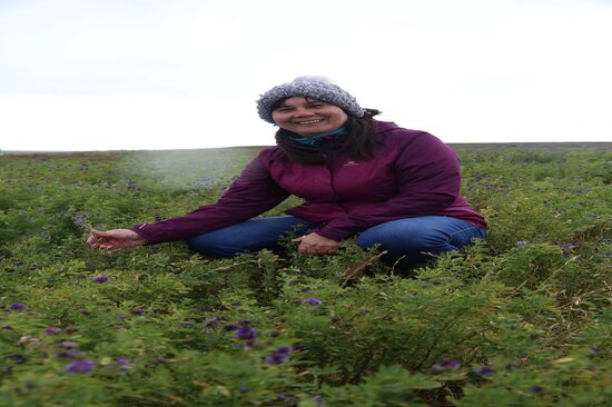 Last year, as part of the Crop Wild Relatives alfalfa pre-breeding effort in Chile, Viviana Barahona, from INIA Cauquenes, worked with small-scale farmers in setting up 168 demonstrative plots — from Valparaíso to Biobío, across the central part of the country. “In the central region of Chile, alfalfa is a viable option for those small-scale farmers that must make ends meet working with degraded soils, while facing excess heat and lack of water,” said Viviana. Photo: LS Salazar/Crop Trust