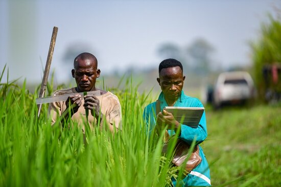 Field workers check the progress of rice growing at the AfricaRice campus in Mbe