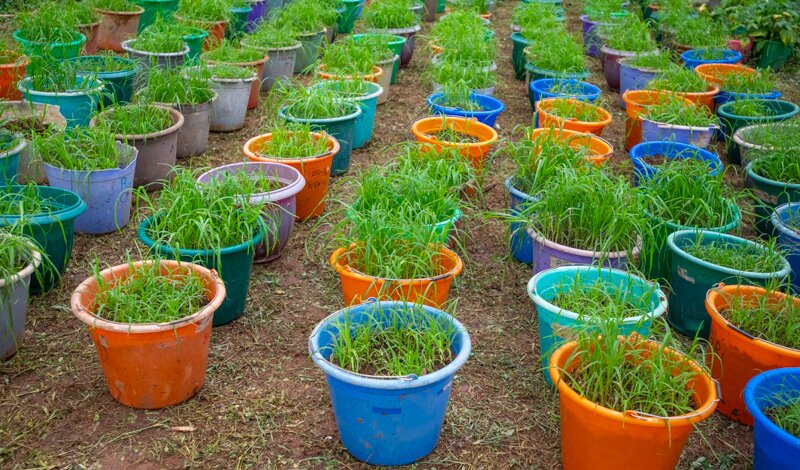 Finger Millet Breeding Gets A Boost In East Africa