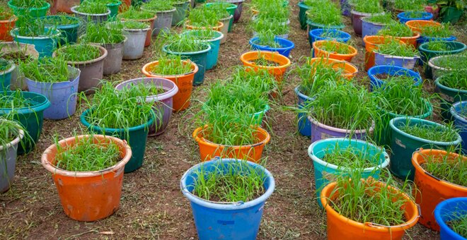 Finger Millet Breeding Gets A Boost In East Africa