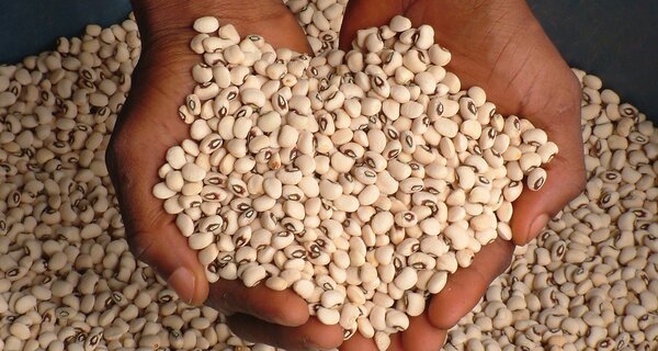 Two extended handfuls of cowpeas