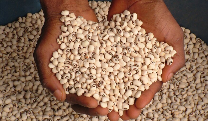 Two extended handfuls of cowpeas