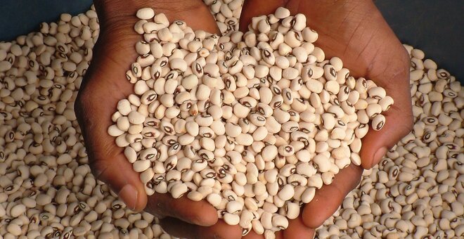 Two extended handfuls of cowpeas