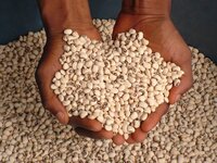 Two extended handfuls of cowpeas