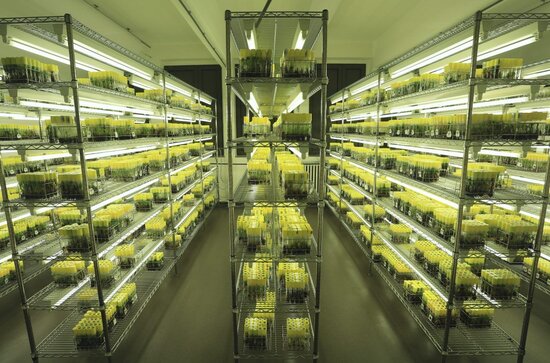 Banana genebank in Belgium. Photo: Nora Capozio/The Alliance