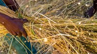 Bushel of grains in Madagascar