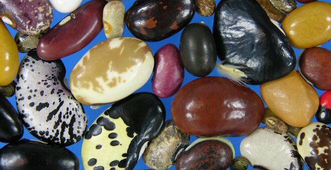 Reuters: World Seed Banks Get Funds to Tackle Climate, Other Threats