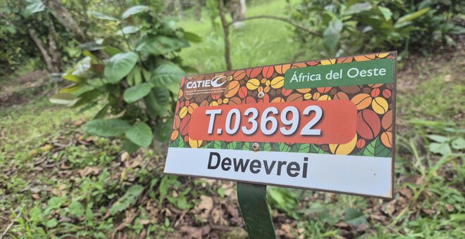 International Coffee Day: Rediscovering Coffee Diversity with CATIE’s William Solano