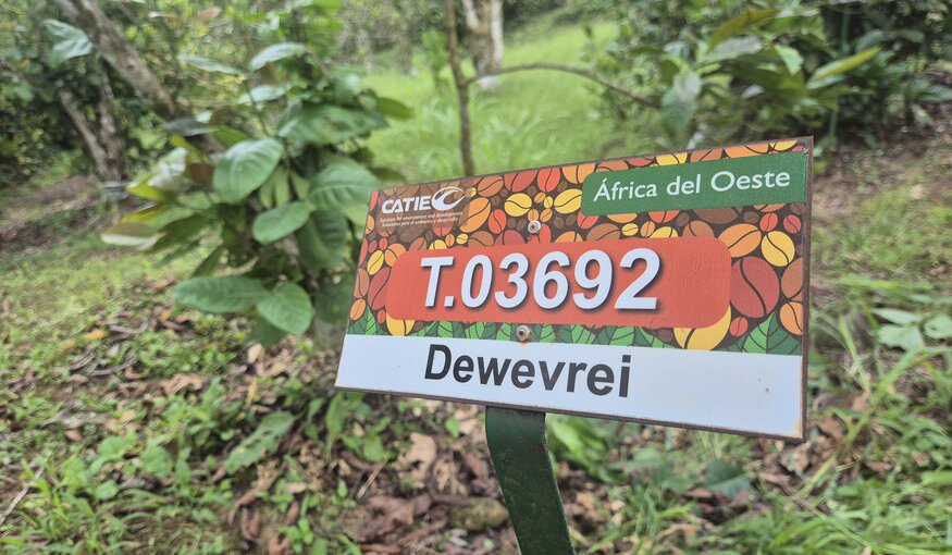 International Coffee Day: Rediscovering Coffee Diversity with CATIE’s William Solano