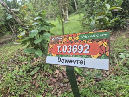 International Coffee Day: Rediscovering Coffee Diversity with CATIE’s William Solano