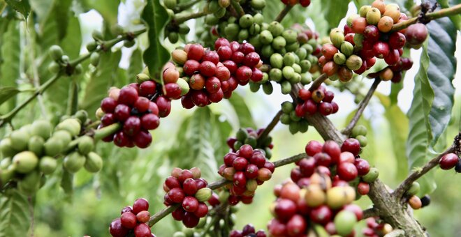 Climate Change's Threat to Global Coffee Production