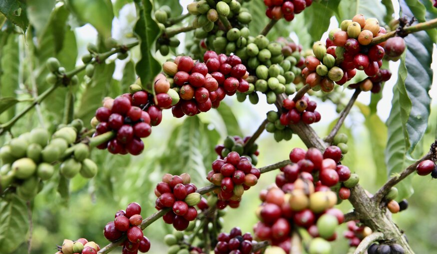 Climate Change's Threat to Global Coffee Production