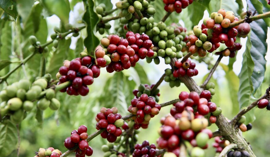 Climate Change's Threat to Global Coffee Production