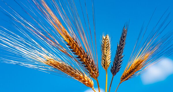 Barley diversity at IPK Gatersleben