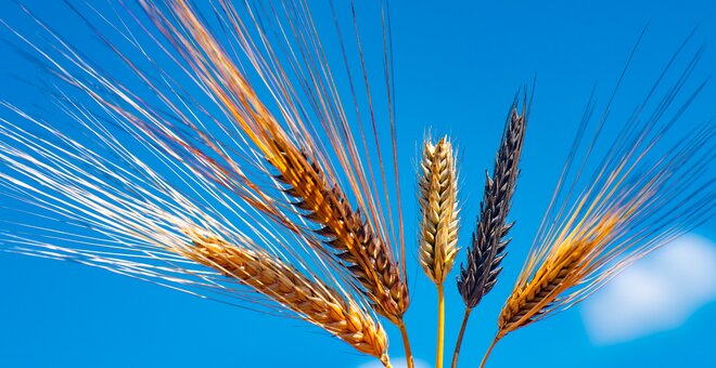 Barley diversity at IPK Gatersleben