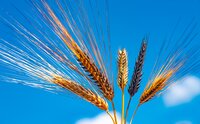 Barley diversity at IPK Gatersleben