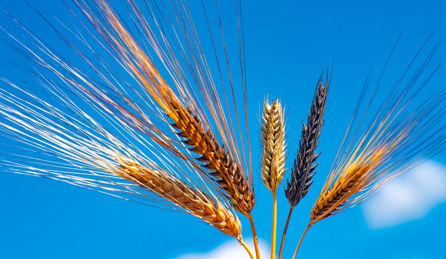 Barley diversity at IPK Gatersleben