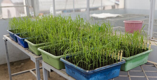 In a greenhouse at the Antsirabe Field Centre of the National Centre for Applied Research in Rural Development (FOFIFA), breeders sprout potential new cold-tolerant varieties to test in the coming cold season. The international research center AfricaRice has joined the effort to introduce locally adapted lines that include parents from other cold regions. Most rice is acutely sensitive to variations in temperature during the phase when grain is formed: if it is too hot or too cold, the plant produces fewer grains. The aim of this research is to breed Malagasy rice that yields better when colder conditions hit the highlands.