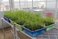 In a greenhouse at the Antsirabe Field Centre of the National Centre for Applied Research in Rural Development (FOFIFA), breeders sprout potential new cold-tolerant varieties to test in the coming cold season. The international research center AfricaRice has joined the effort to introduce locally adapted lines that include parents from other cold regions. Most rice is acutely sensitive to variations in temperature during the phase when grain is formed: if it is too hot or too cold, the plant produces fewer grains. The aim of this research is to breed Malagasy rice that yields better when colder conditions hit the highlands.