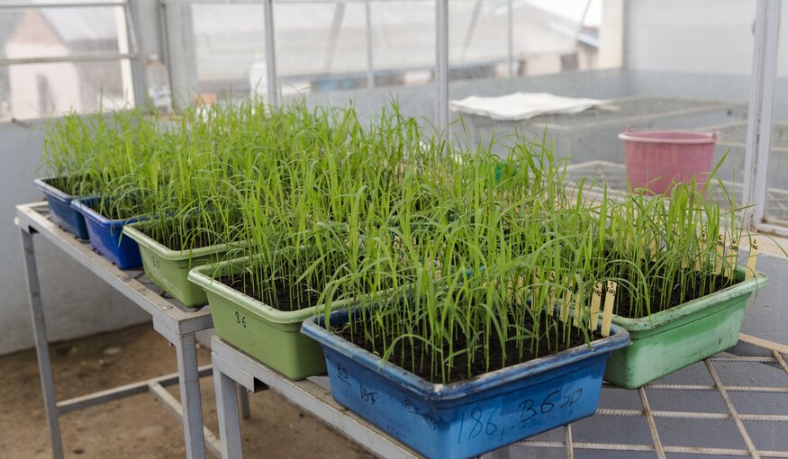 In a greenhouse at the Antsirabe Field Centre of the National Centre for Applied Research in Rural Development (FOFIFA), breeders sprout potential new cold-tolerant varieties to test in the coming cold season. The international research center AfricaRice has joined the effort to introduce locally adapted lines that include parents from other cold regions. Most rice is acutely sensitive to variations in temperature during the phase when grain is formed: if it is too hot or too cold, the plant produces fewer grains. The aim of this research is to breed Malagasy rice that yields better when colder conditions hit the highlands.