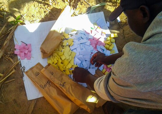 Farmers voted for their favorite sorghum using cards of different colors