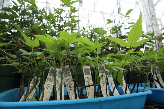 Potato plantlets at the CIP genebank in Peru. Photo: CIP