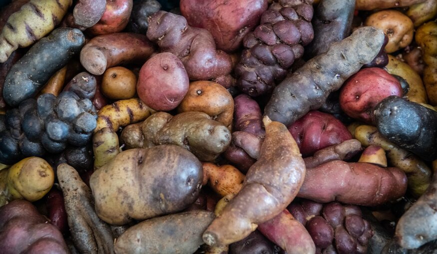 Potato Diversity.