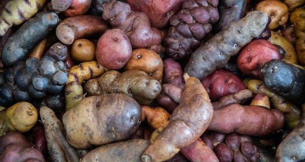 Potato Diversity.