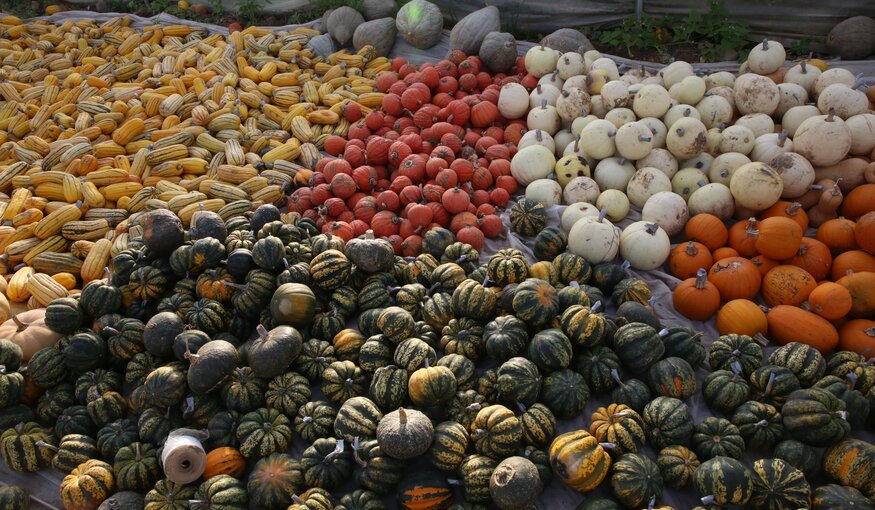 Protecting Your Halloween Pumpkin from Climate Change