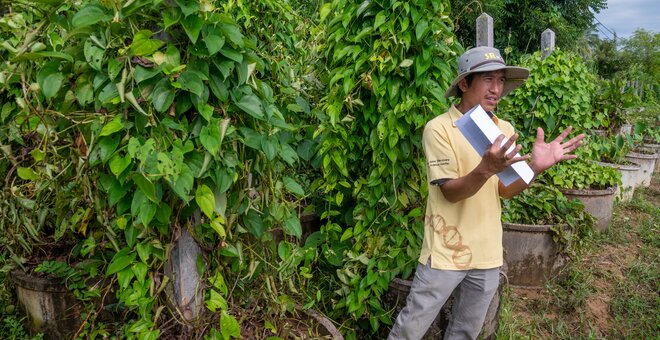 Man standing and talking in front of yam crop.