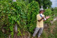 Man standing and talking in front of yam crop.