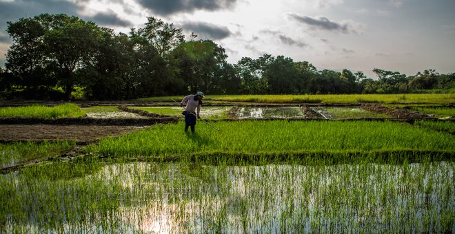 A farmer tends to rice paddies at the Maname experimental farm in Tolima, where different varieties of exotic rice destined for Colombian restaurants are tested under local conditions. Over 90% of rice fields in the country are planted with modern varieties, usually bred with a very mixed ancestry from other regions of the world. Resistance to the destructive Latin American virus hoja blanca, for example, has been found in a variety from Taiwan and a few African lines.