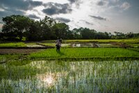 A farmer tends to rice paddies at the Maname experimental farm in Tolima, where different varieties of exotic rice destined for Colombian restaurants are tested under local conditions. Over 90% of rice fields in the country are planted with modern varieties, usually bred with a very mixed ancestry from other regions of the world. Resistance to the destructive Latin American virus hoja blanca, for example, has been found in a variety from Taiwan and a few African lines.