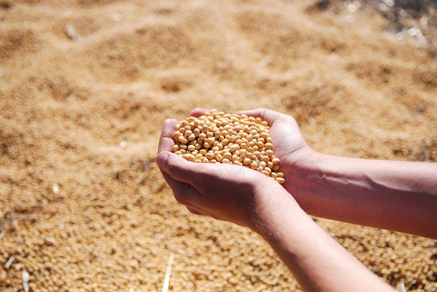 Soybean | Accessions in the Seed Vault: 1,513 | Accessions in genebanks globally: 47,566