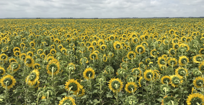 Crop Trust 2020 Annual Report